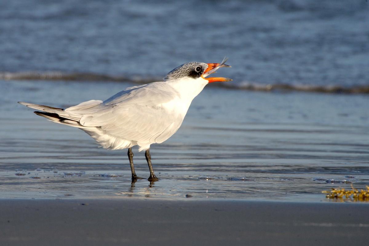 Caspian Tern - Peter Weber 🦉