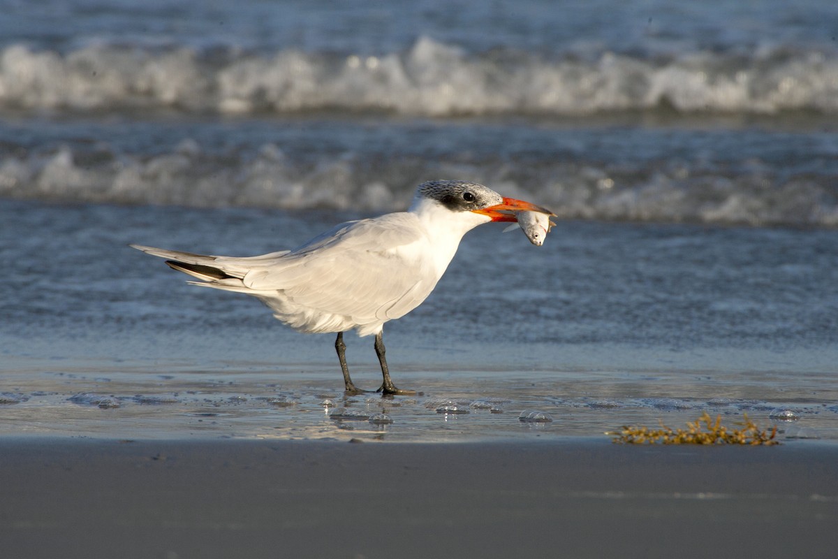 Caspian Tern - ML620182019