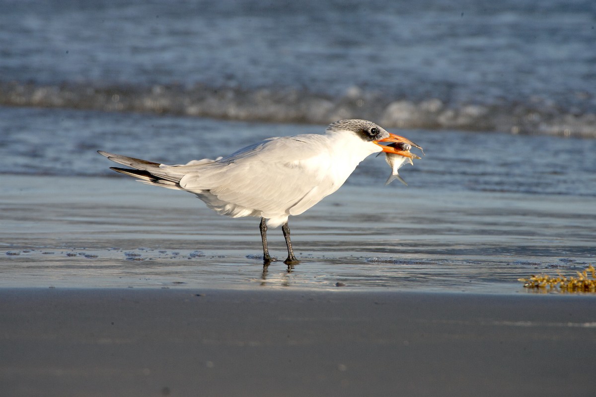 Caspian Tern - ML620182020