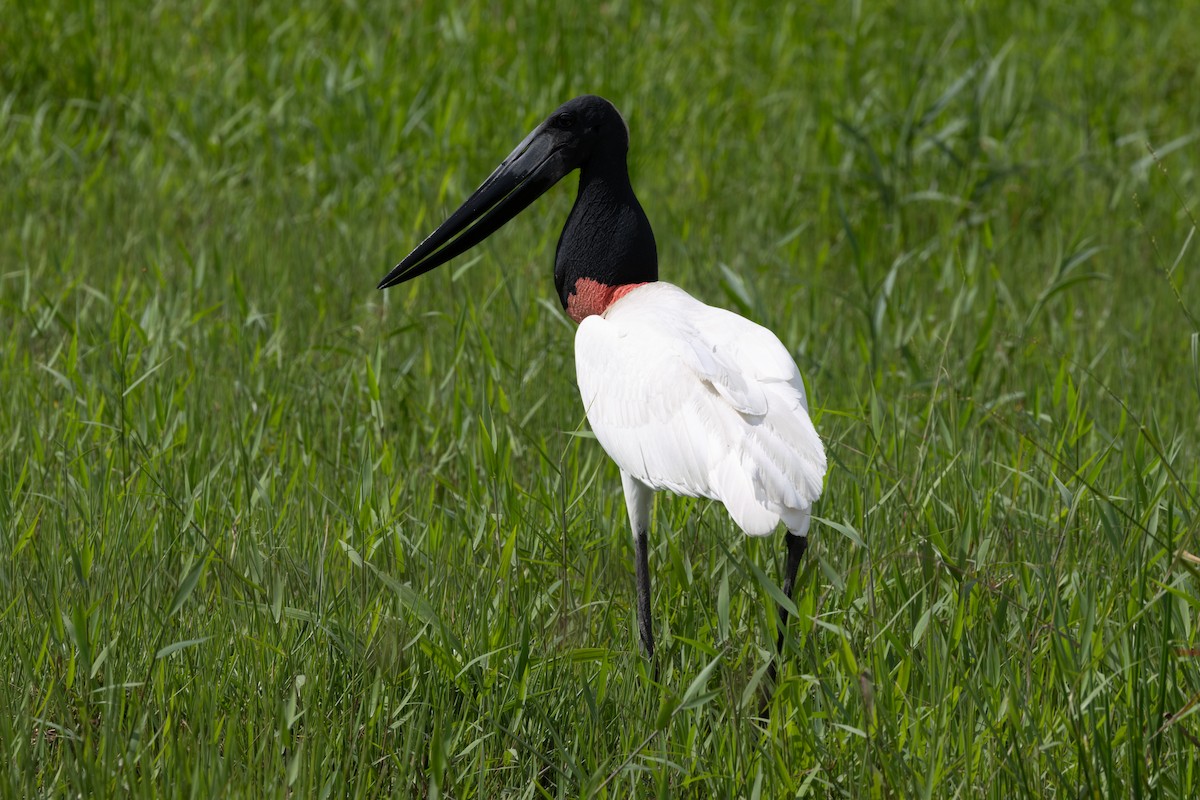 Jabiru d'Amérique - ML620182023