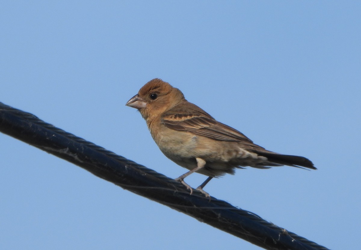 Blue Grosbeak - ML620182030