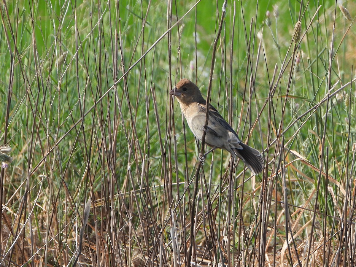 Blue Grosbeak - ML620182032