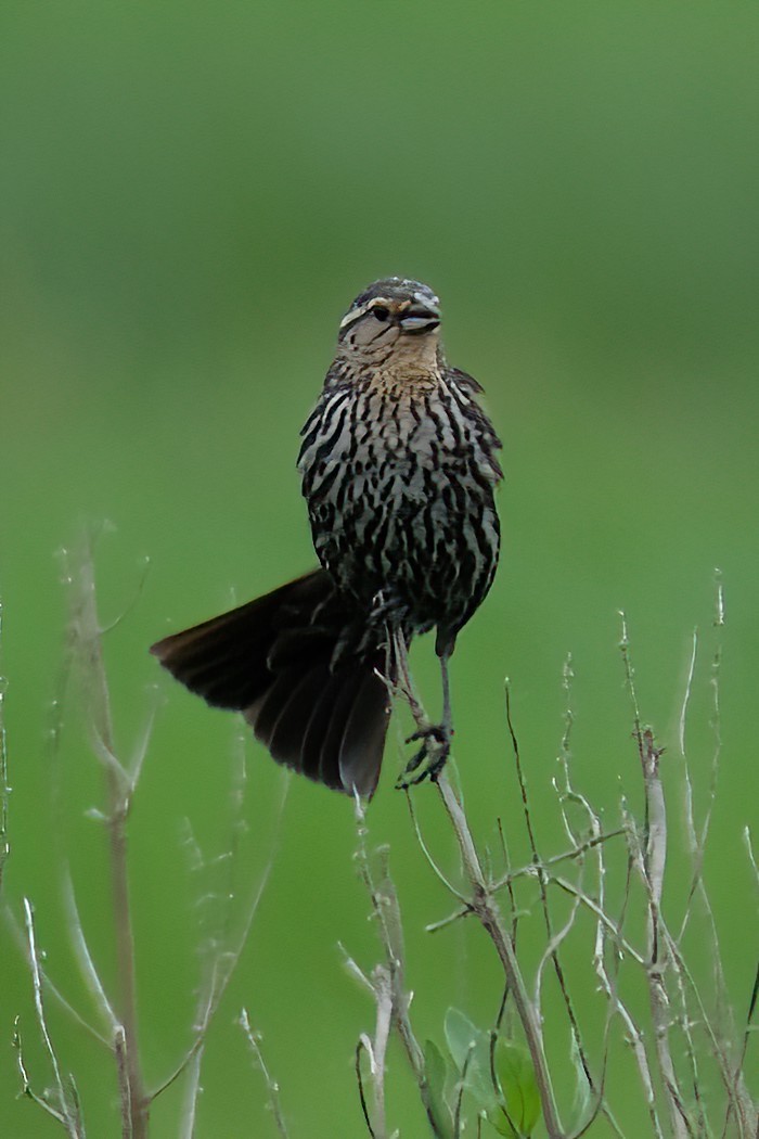 Red-winged Blackbird - ML620182037