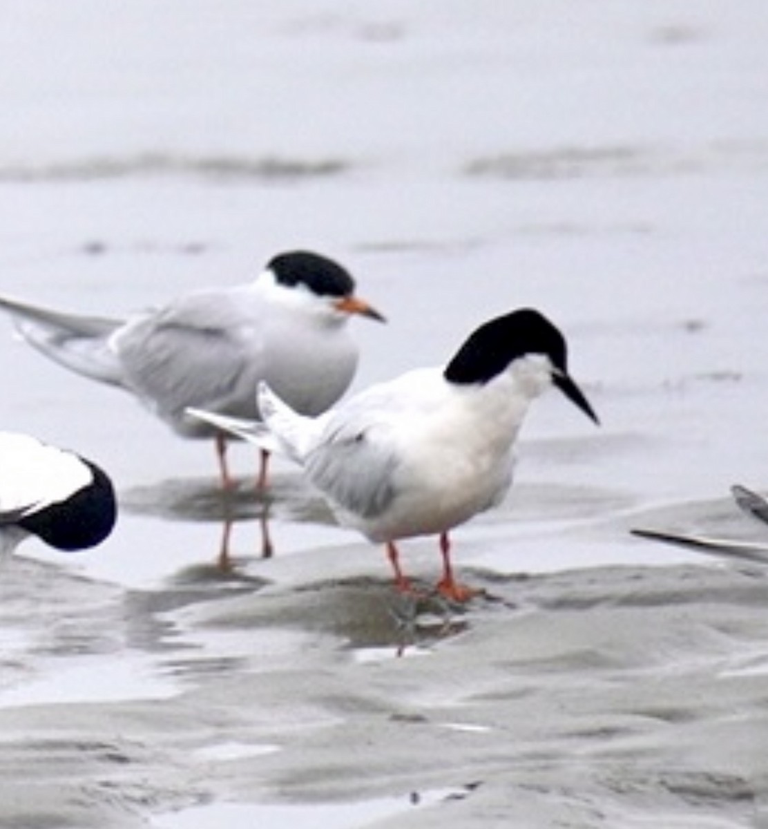 Roseate Tern - ML620182041