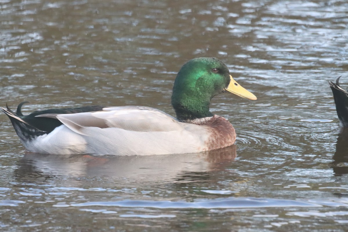 Fehlfarben-Stockente/Hausente - ML620182046