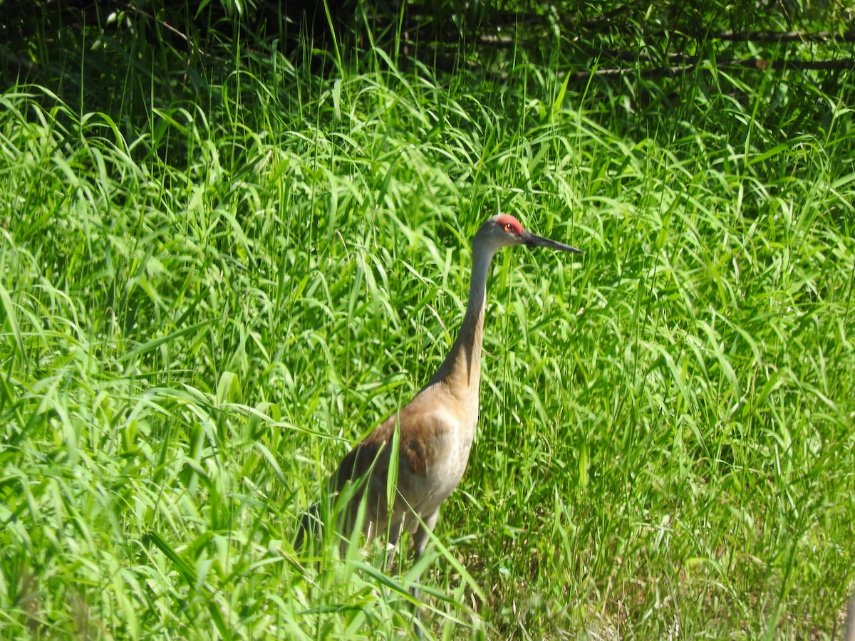 Sandhill Crane - ML620182047