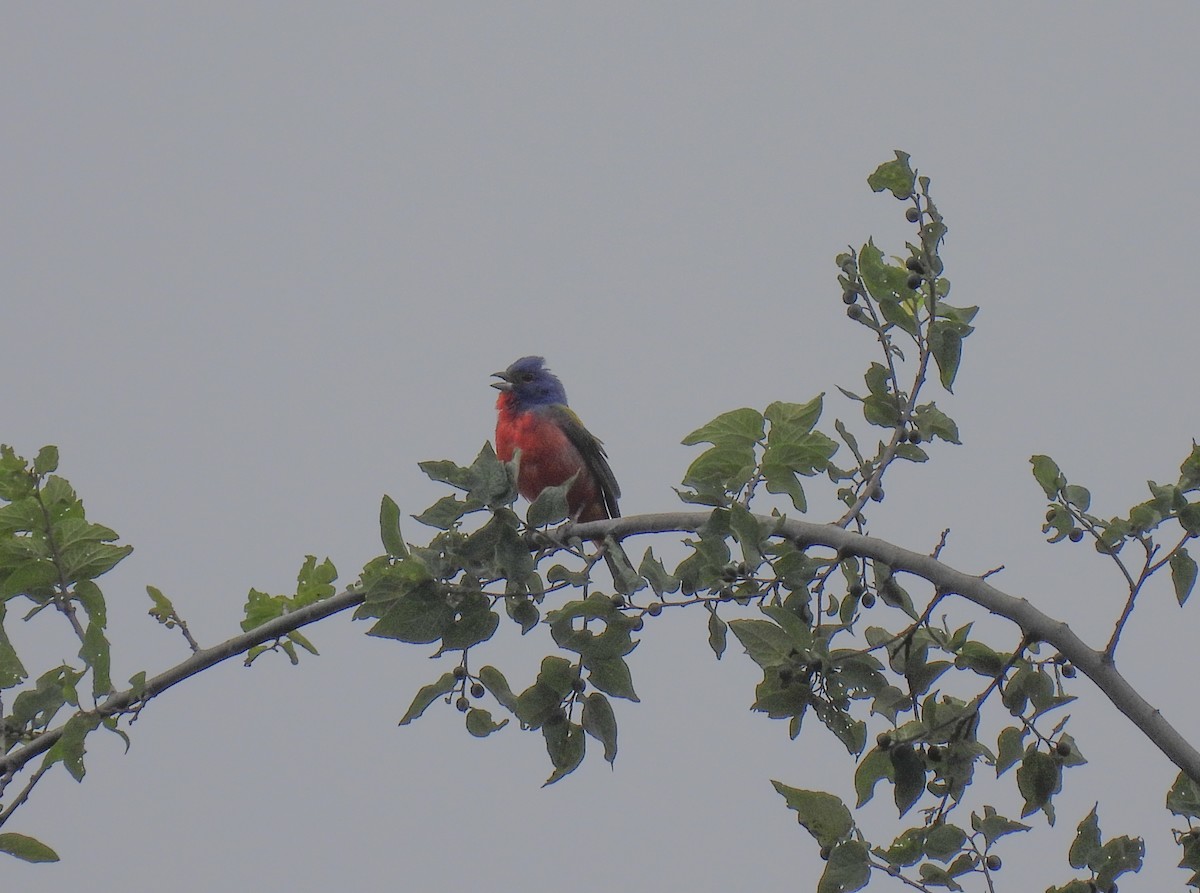 Painted Bunting - ML620182048