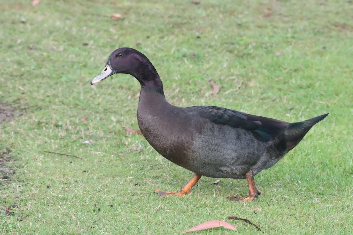 Muscovy Duck (Domestic type) - ML620182051