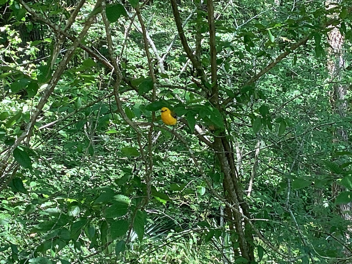 Prothonotary Warbler - ML620182055