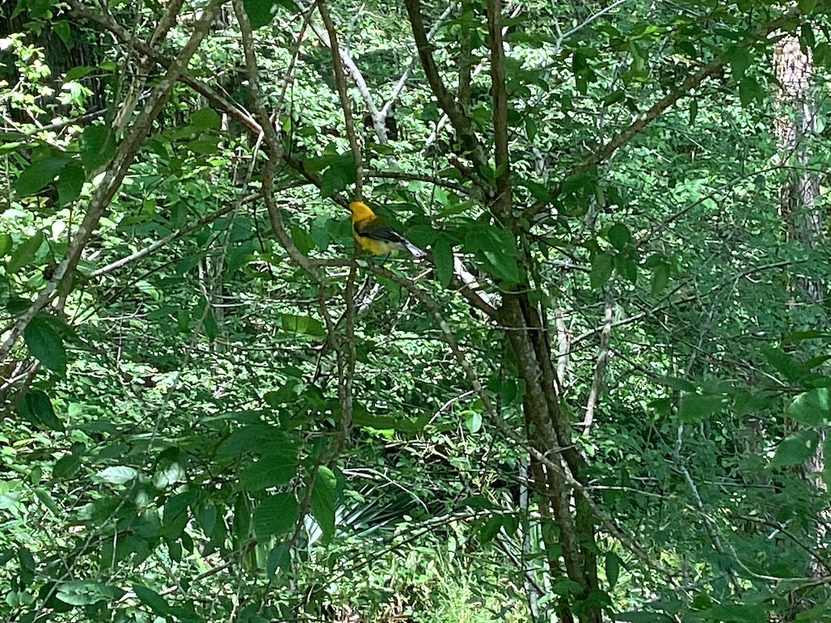 Prothonotary Warbler - ML620182056