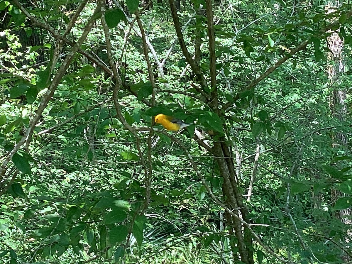 Prothonotary Warbler - ML620182059