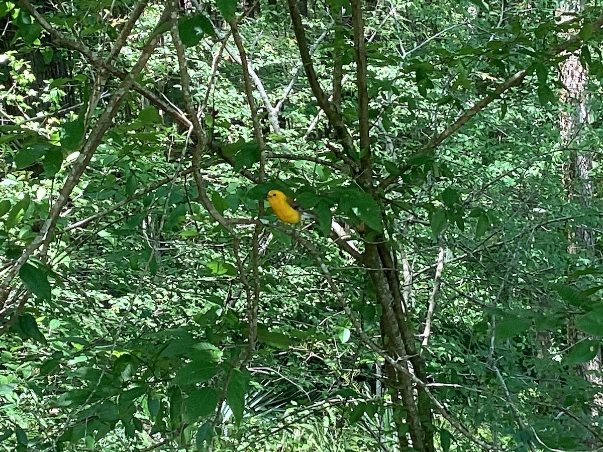 Prothonotary Warbler - ML620182060