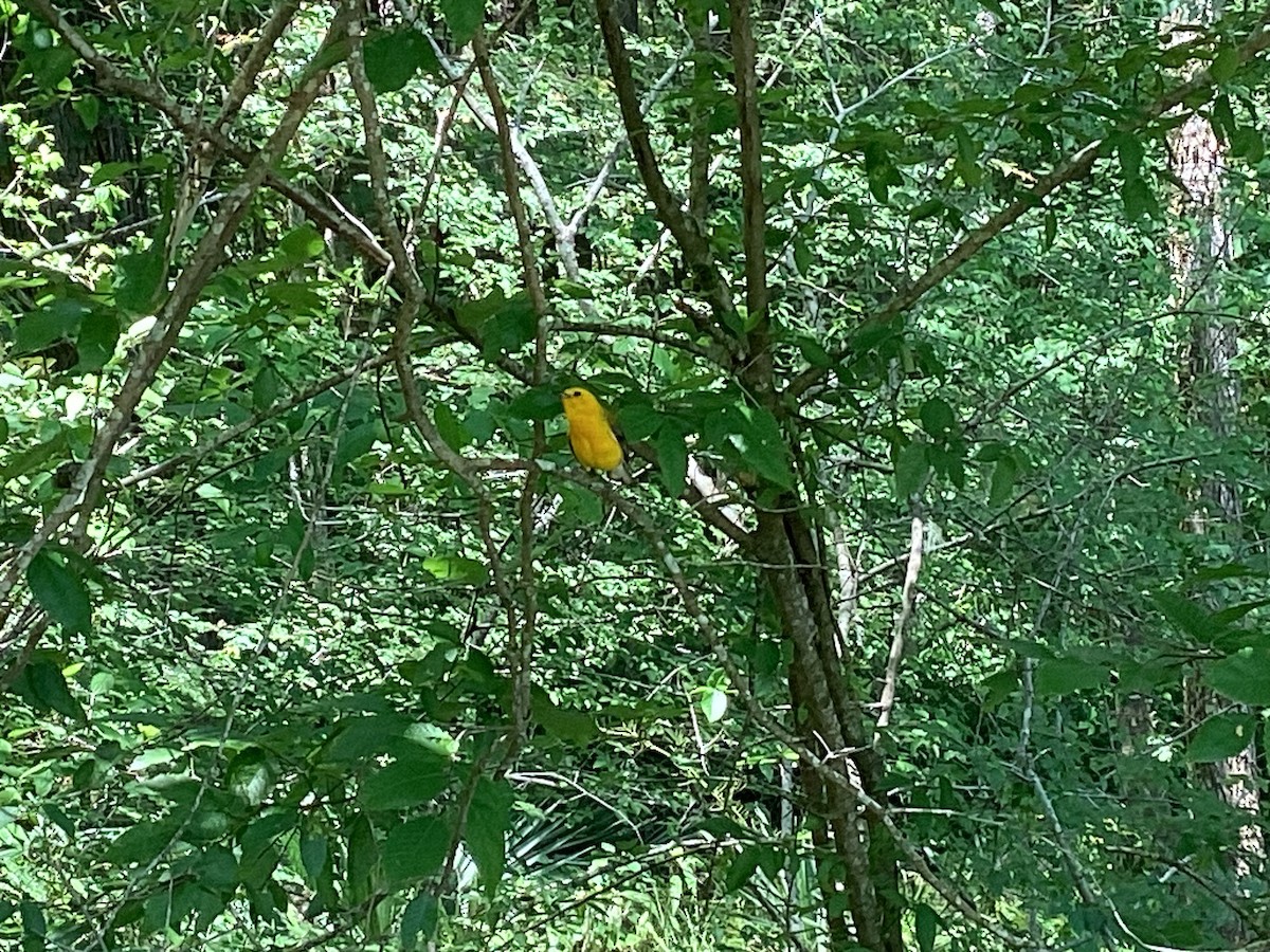 Prothonotary Warbler - ML620182061