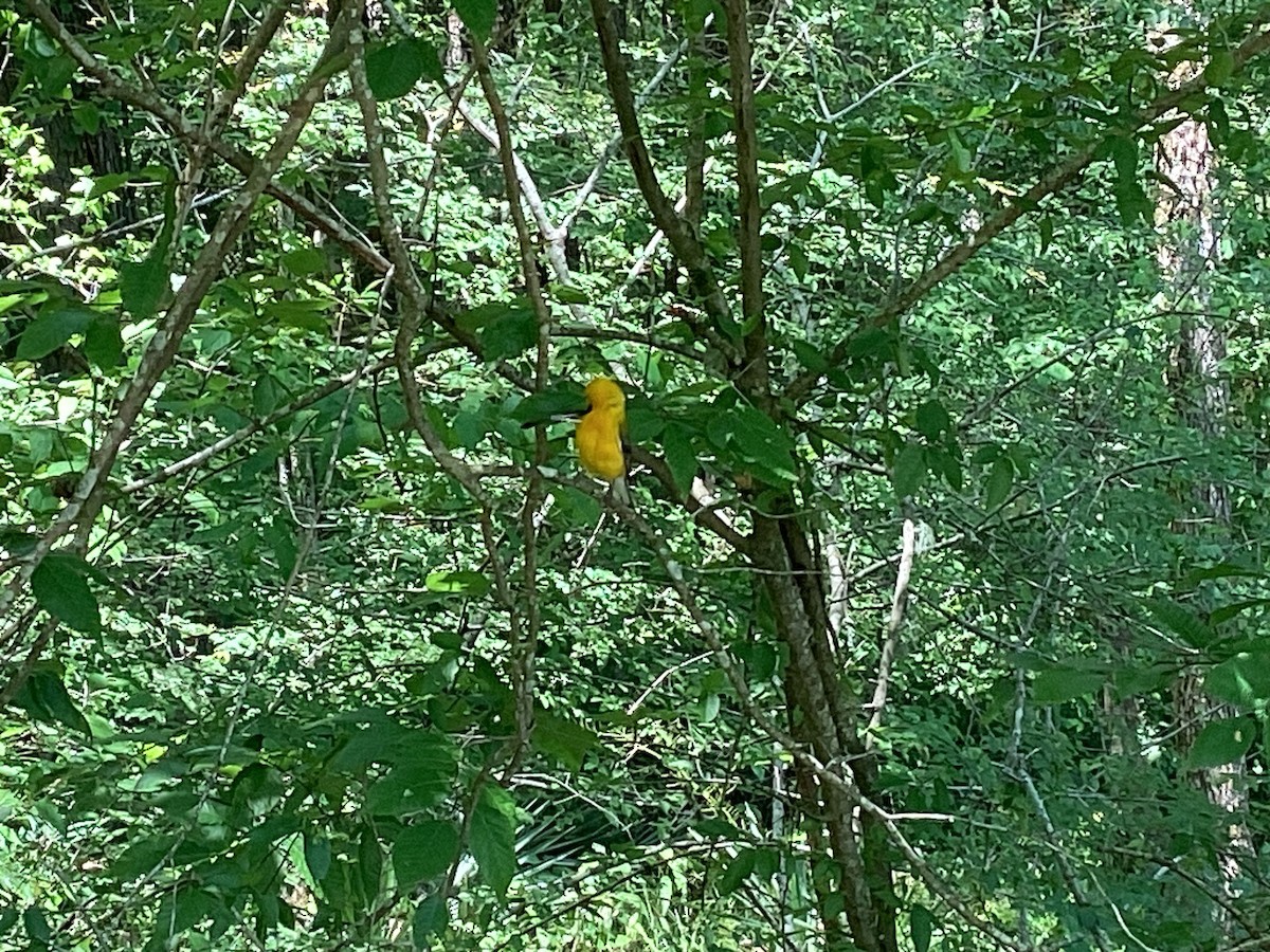 Prothonotary Warbler - ML620182062