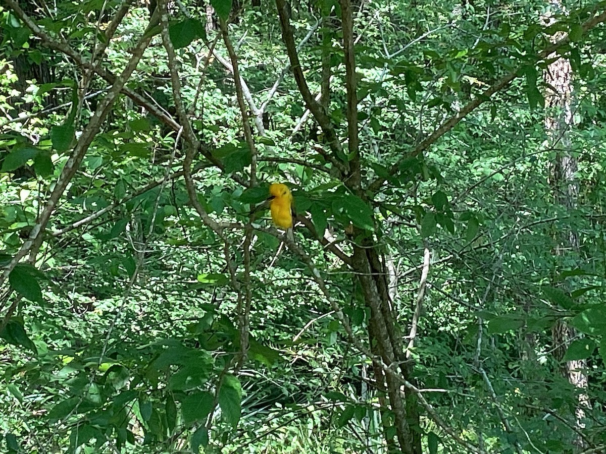 Prothonotary Warbler - ML620182063