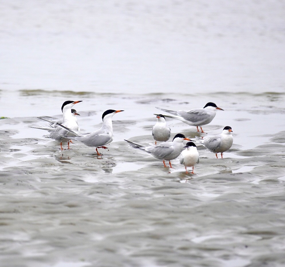 Common Tern - ML620182064