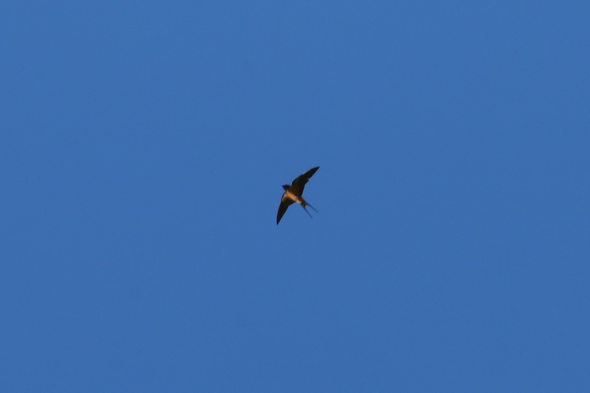 Barn Swallow - ML620182083