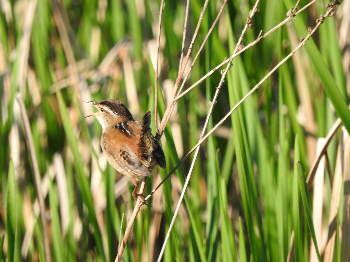 Marsh Wren - ML620182086
