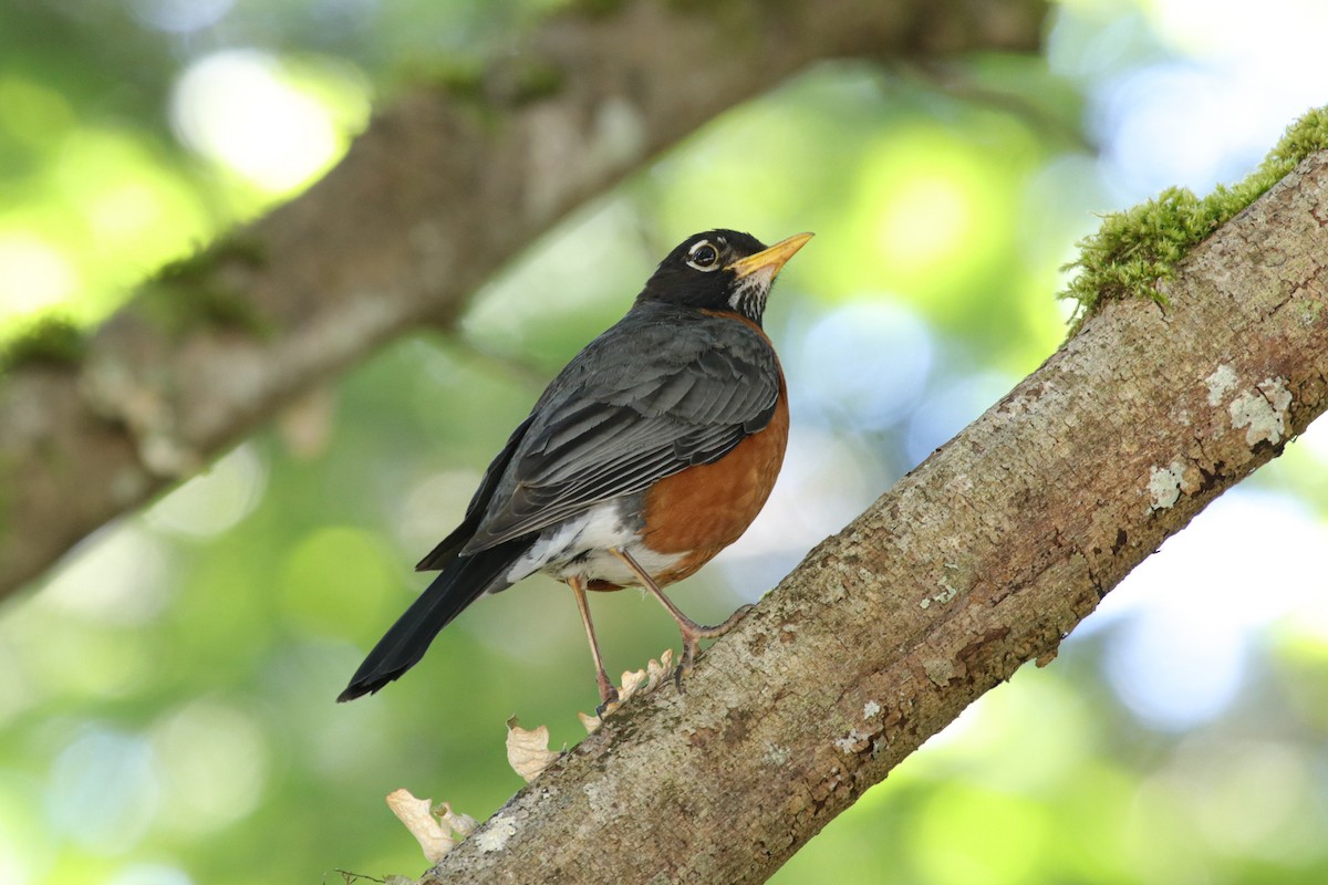 American Robin - ML620182089