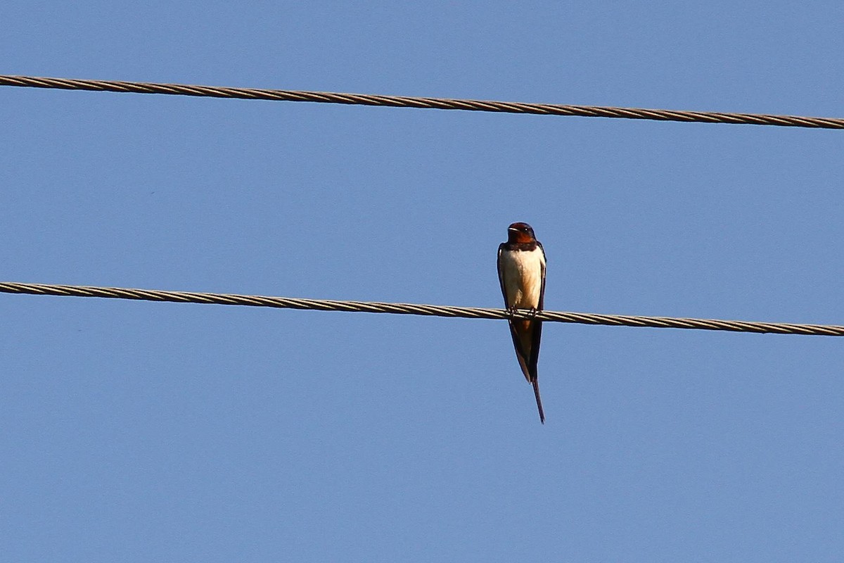 Barn Swallow - ML620182093