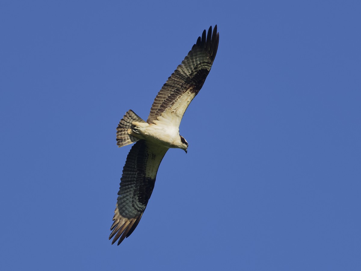 Osprey - ML620182094