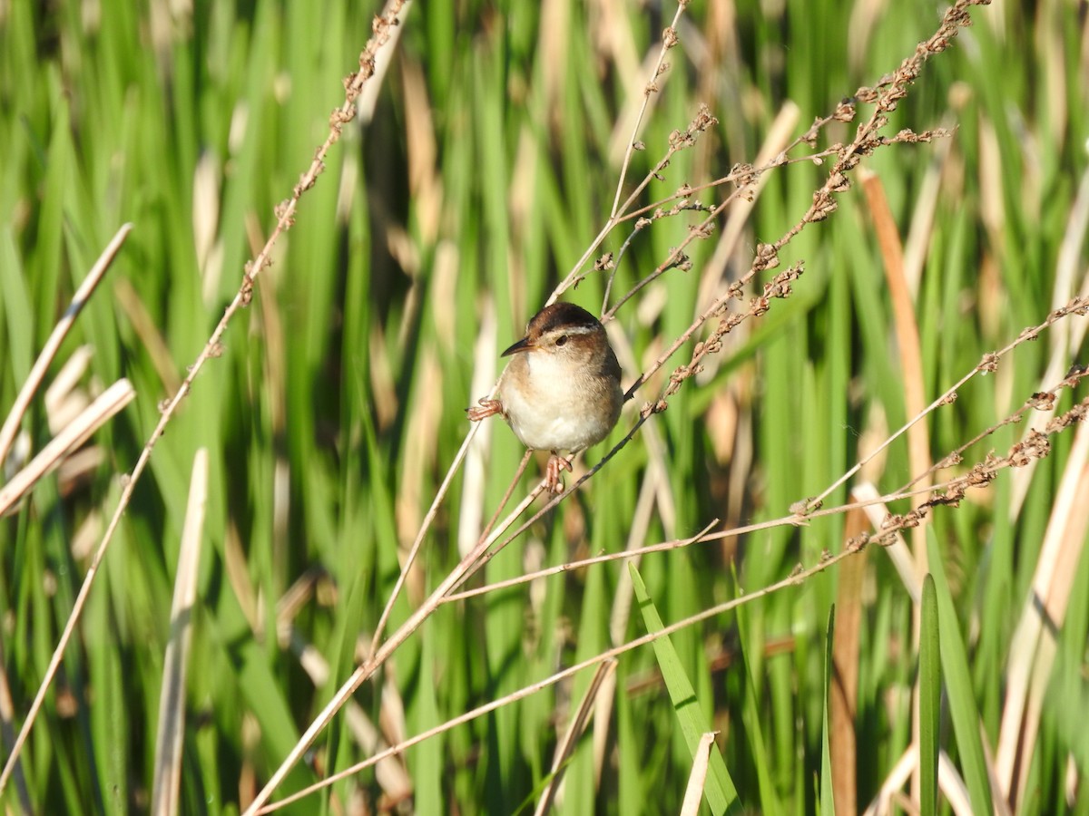 Marsh Wren - ML620182098