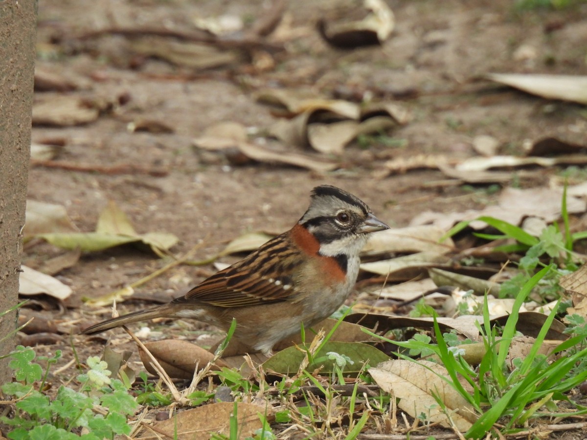 Rufous-collared Sparrow - ML620182100