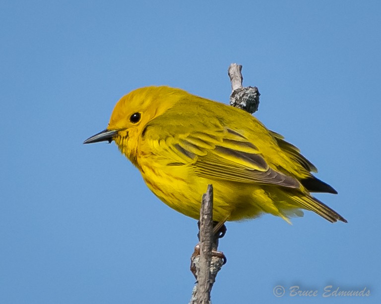 Yellow Warbler - ML620182104