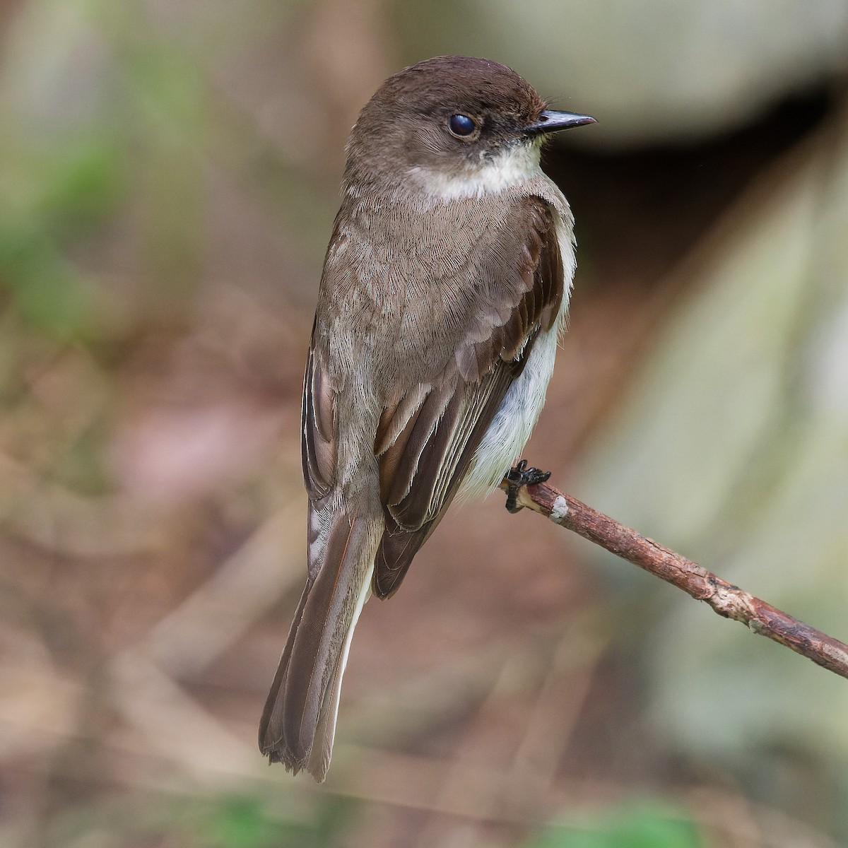 Eastern Phoebe - ML620182107