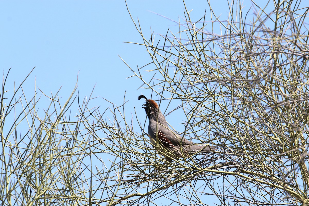 Gambel's Quail - ML620182116