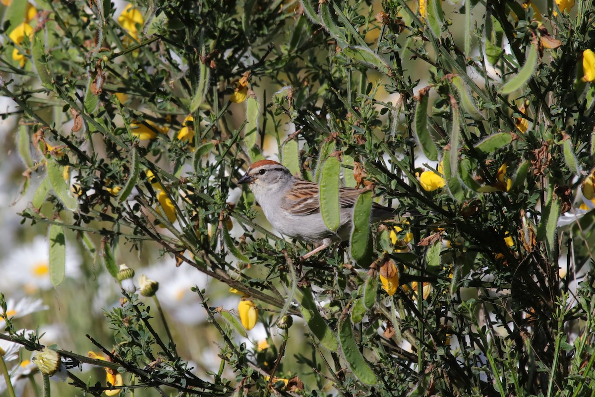 Chipping Sparrow - ML620182119
