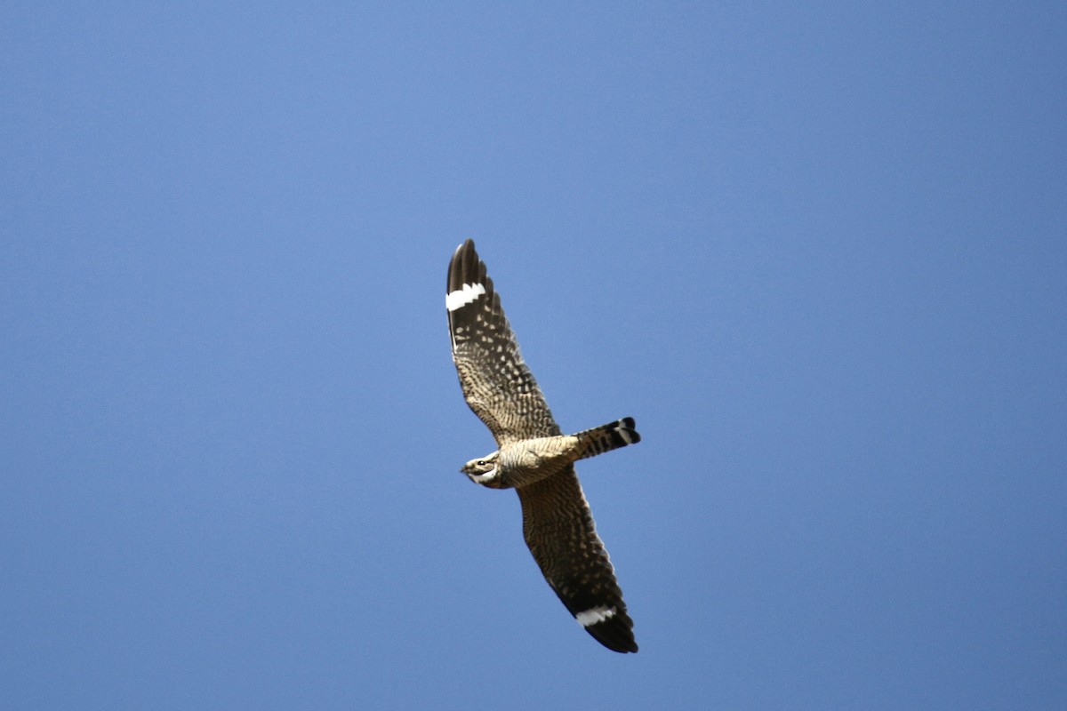 Lesser Nighthawk - ML620182122