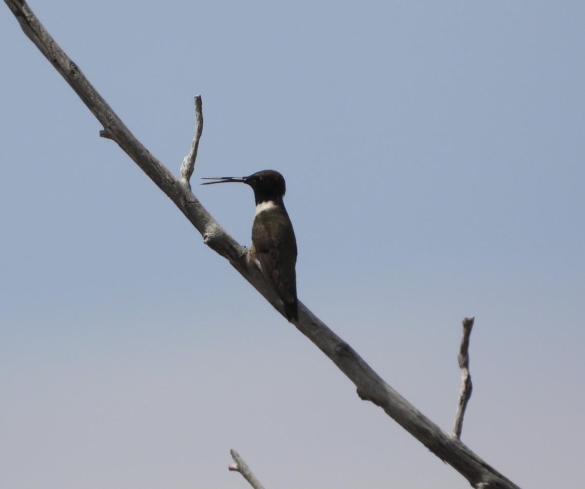 Black-chinned Hummingbird - ML620182124