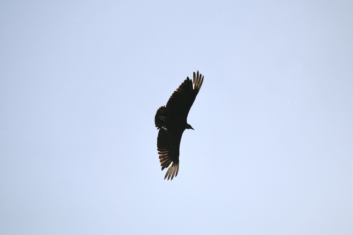 Black Vulture - ML620182127