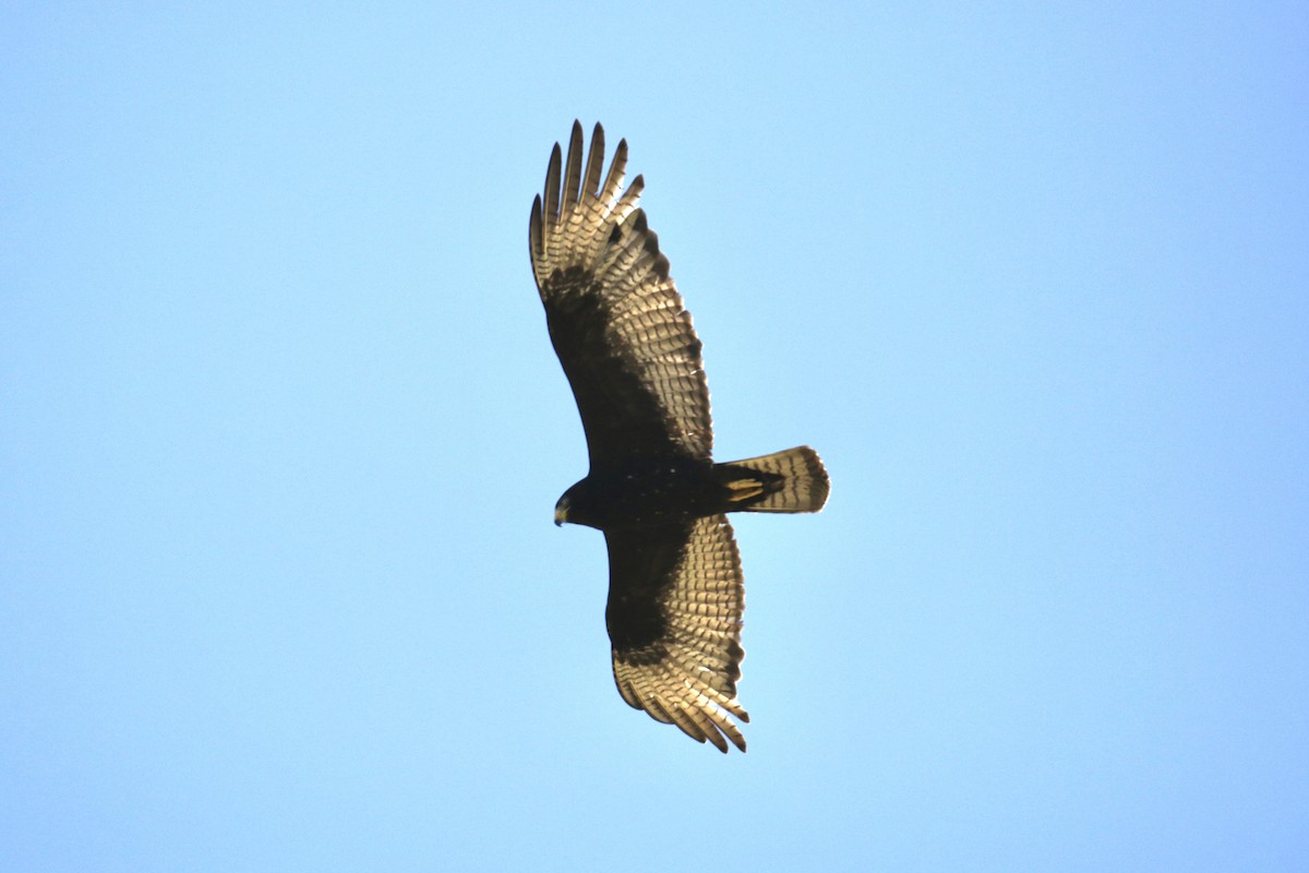 Zone-tailed Hawk - ML620182131