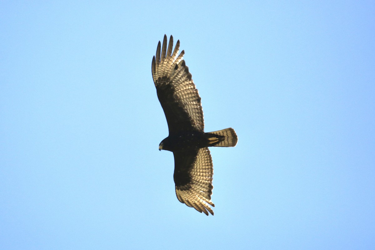 Rußbussard - ML620182131