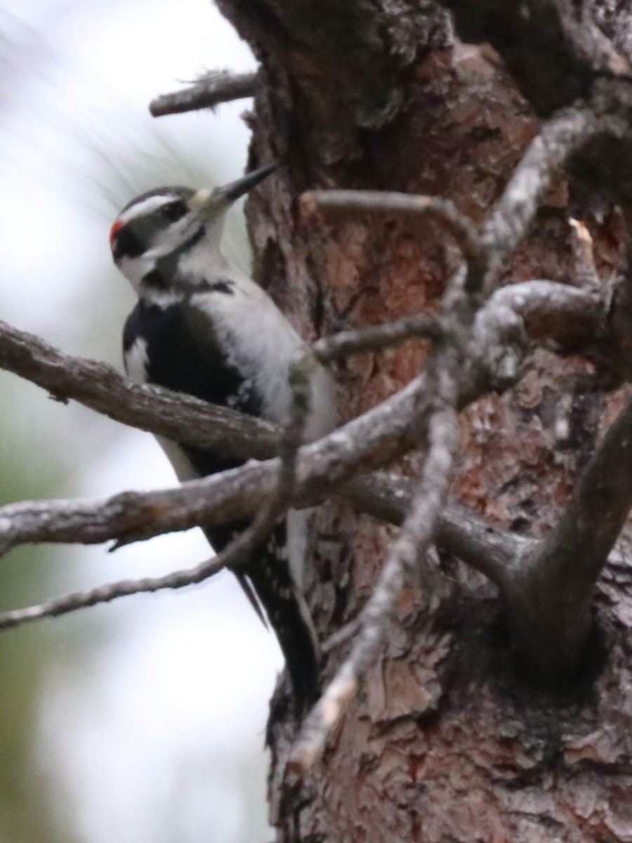 Hairy Woodpecker - ML620182134