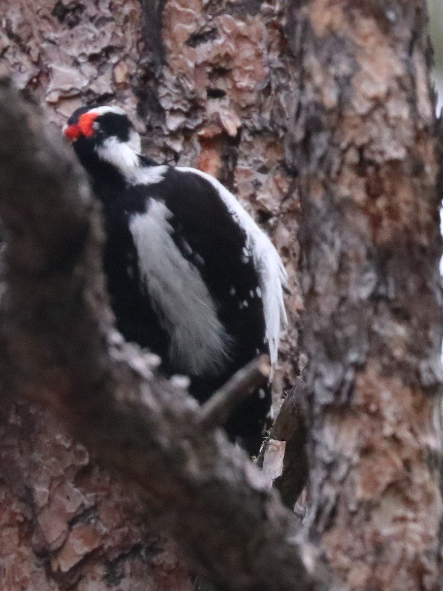 Hairy Woodpecker - Karen Bonsell