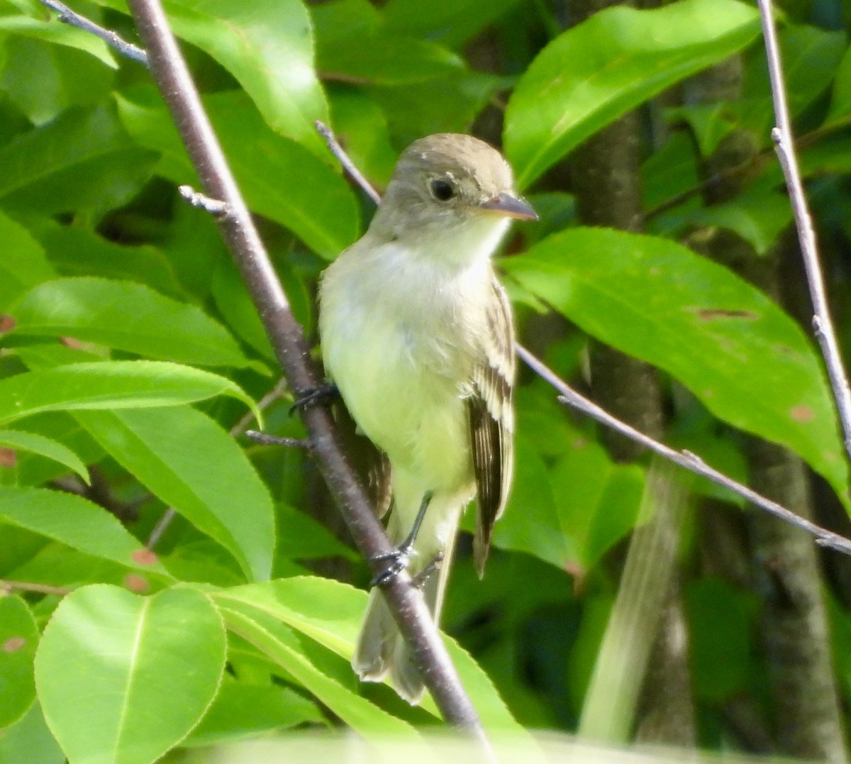 Willow Flycatcher - ML620182142