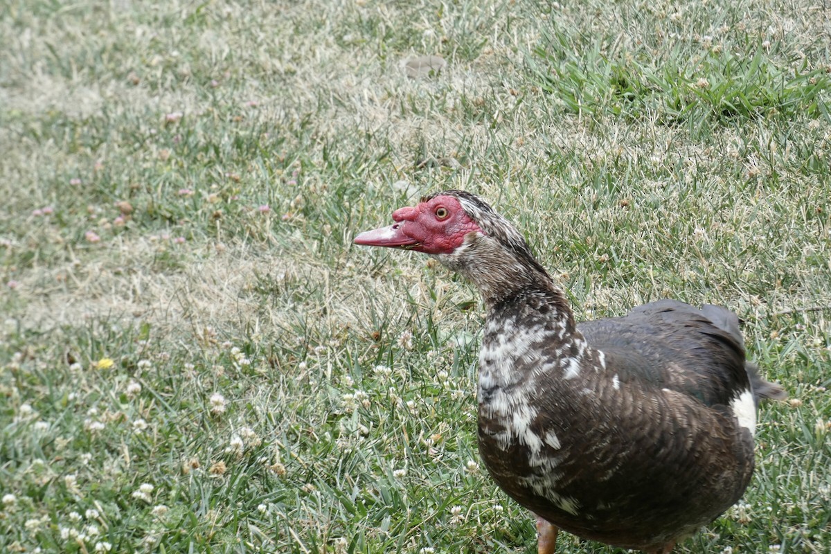 Muscovy Duck (Domestic type) - ML620182143