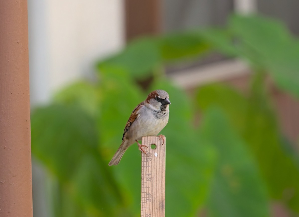 House Sparrow - ML620182150