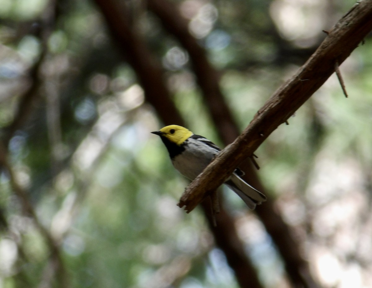 Paruline à tête jaune - ML620182157