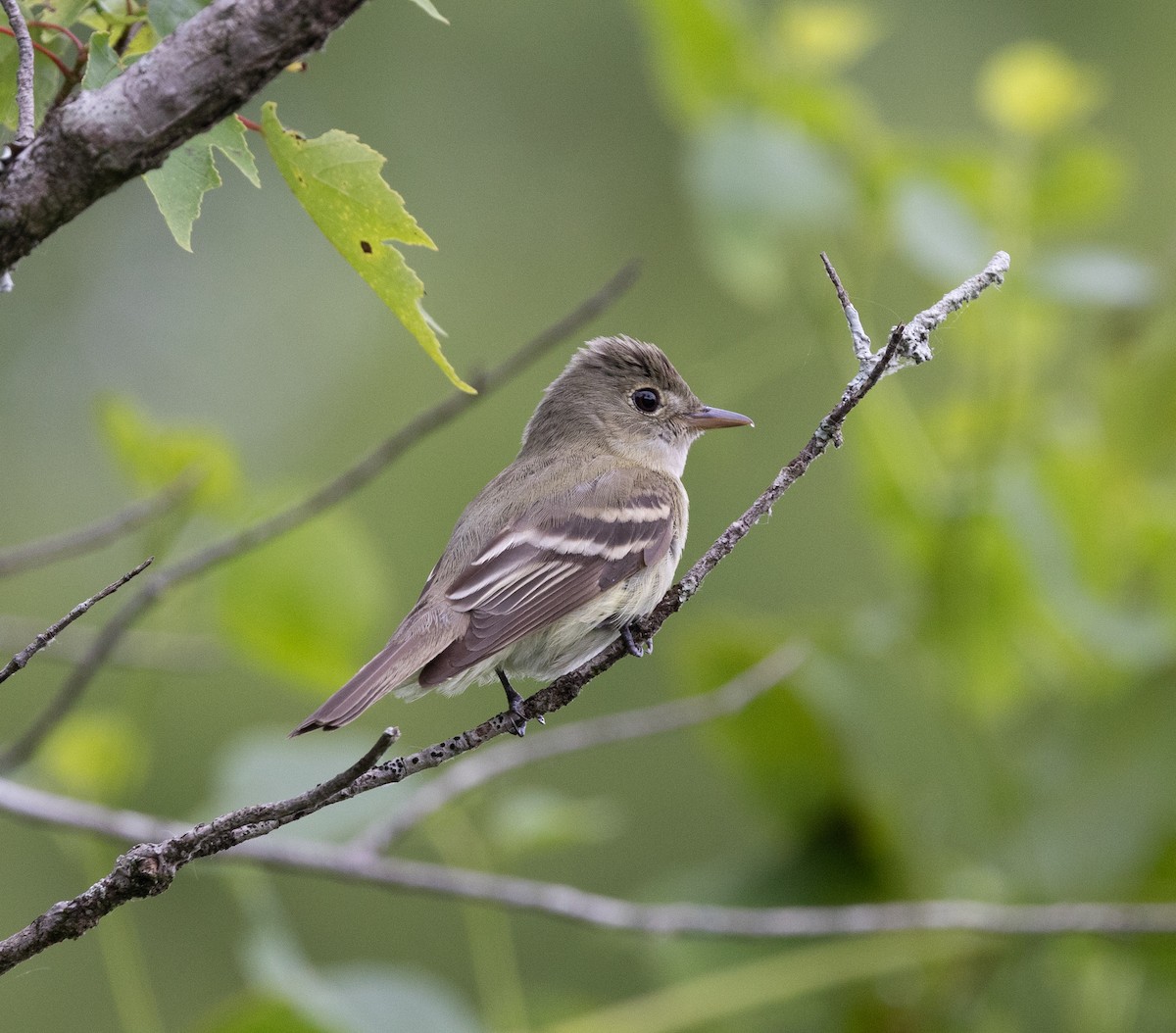 Acadian Flycatcher - ML620182159