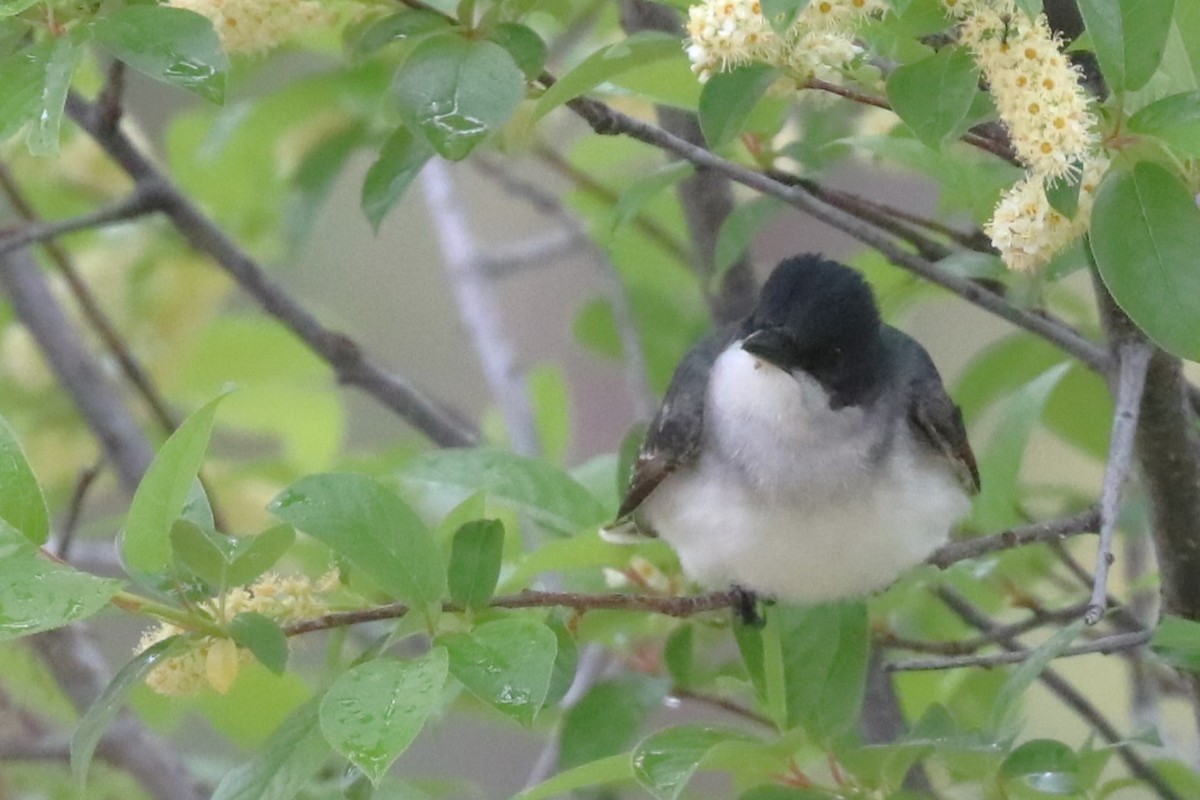 Eastern Kingbird - ML620182160