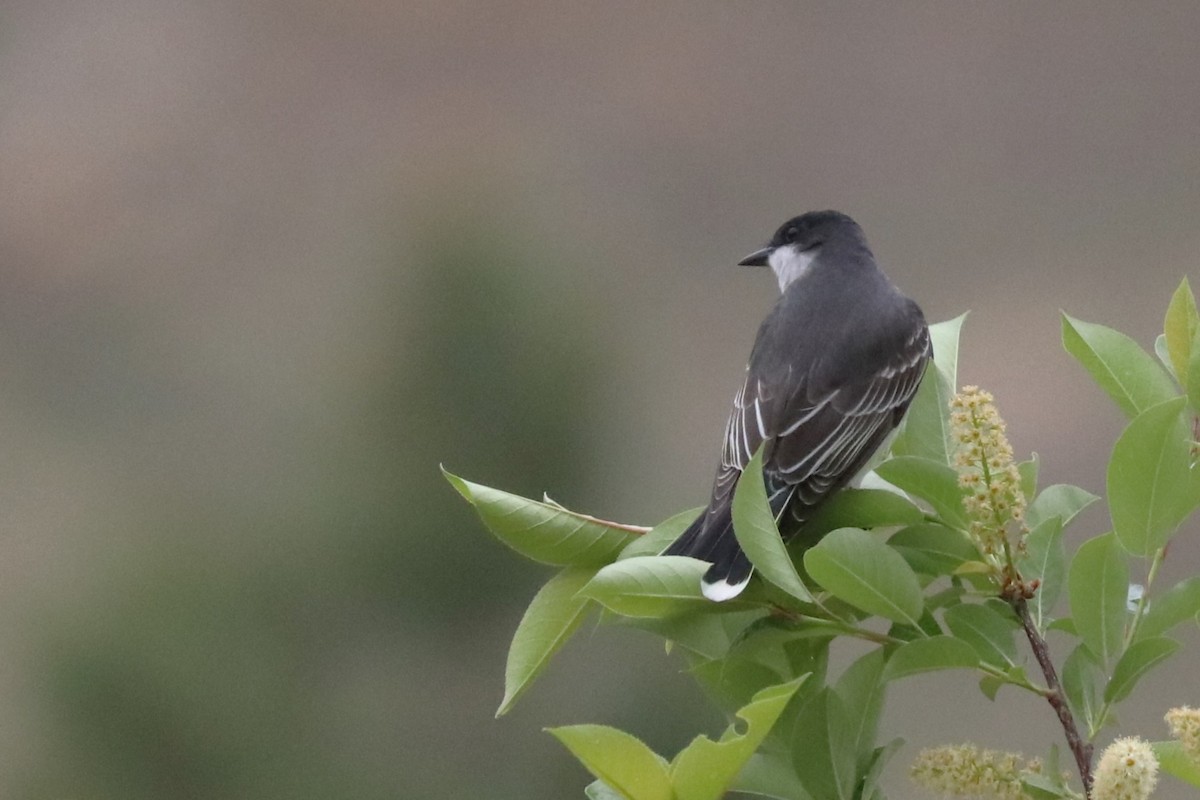 Eastern Kingbird - ML620182161