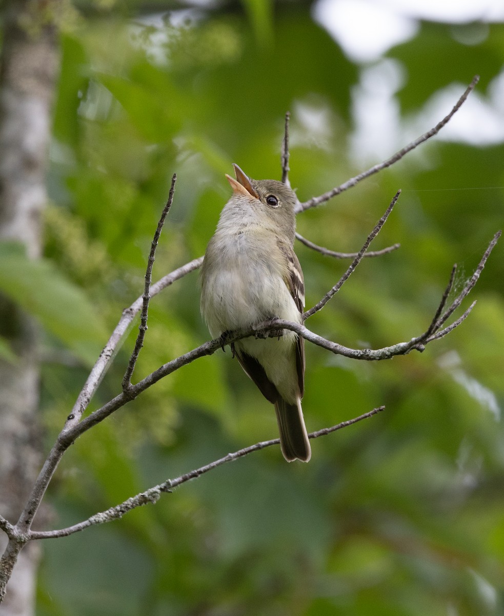 Acadian Flycatcher - ML620182163