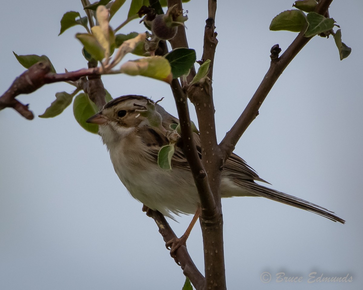 Clay-colored Sparrow - ML620182165