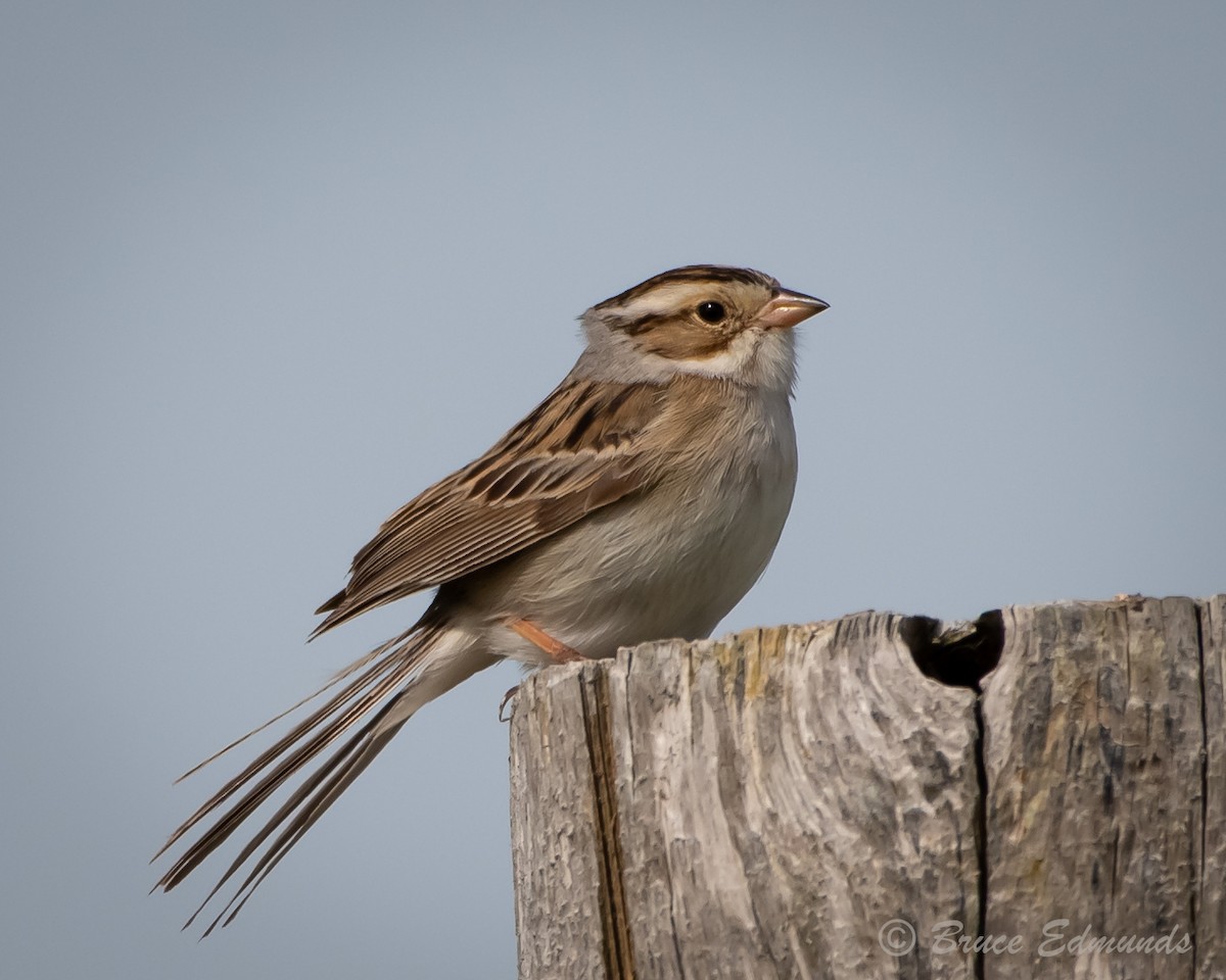Clay-colored Sparrow - ML620182167