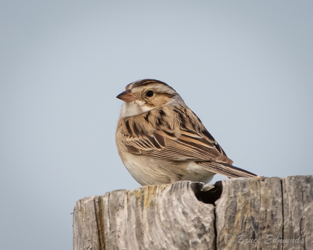 Clay-colored Sparrow - ML620182169