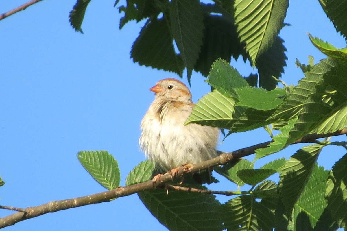Field Sparrow - ML620182173